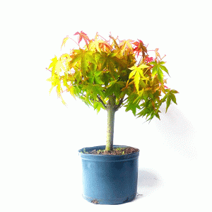 Pré Bonsai de Acer Palmatum