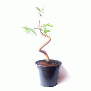Pré bonsai de Branquilho