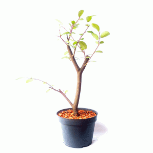 Pré Bonsai de Branquilho