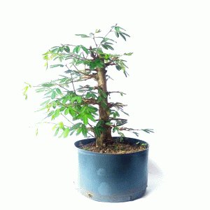 Pré Bonsai de Caliandra Vermelha