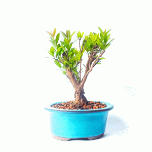 Bonsai de Cereja Anã