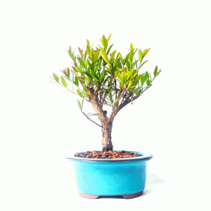 Bonsai de Cereja Anã