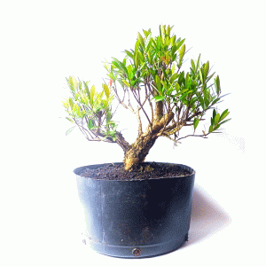 Pré Bonsai de Cereja Anã