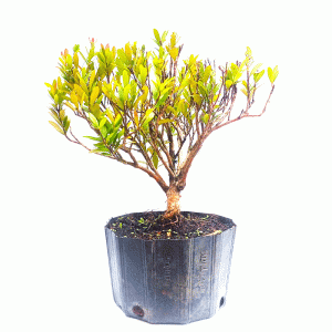 Pré Bonsai de Cereja Anã
