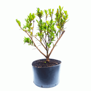 Pré Bonsai de Cereja Anã