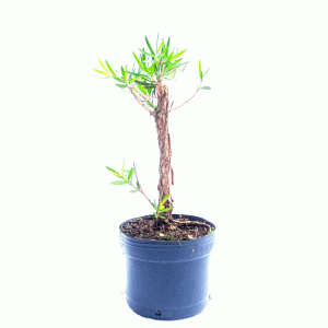 Pré Bonsai de Callistemon