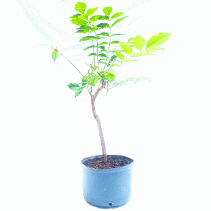 Pré Bonsai de Glicínia cor Lilás