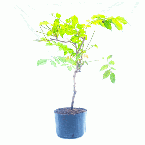 Pré Bonsai de Glicínia cor Lilás