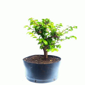 Pré Bonsai de Grewia Occidentalis