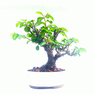 Bonsai de Grewia Occidentalis