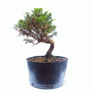 Pré bonsai de Junípero Itoigawa