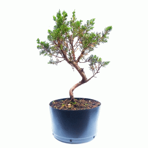 Pré Bonsai de Junípero Itoigawa