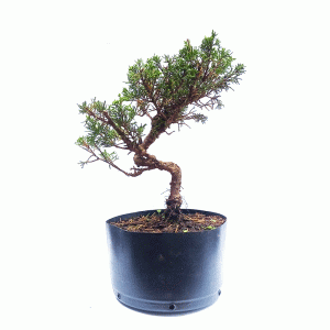 Pré Bonsai de Junípero Itoigawa