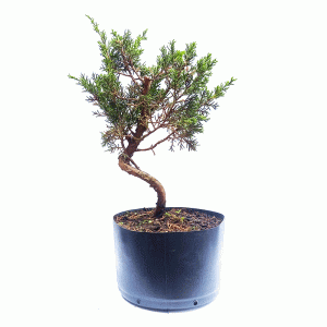 Pré Bonsai de Junípero Itoigawa