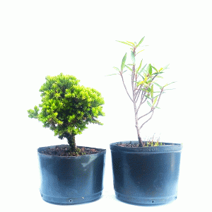 Kit pré bonsai Procumbens e shimpaku