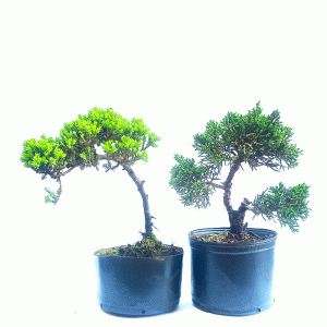 Kit pré bonsai Procumbens e shimpaku