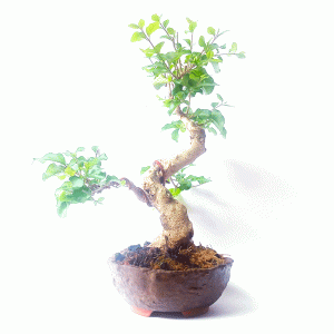 Bonsai de Ligustro sinensis