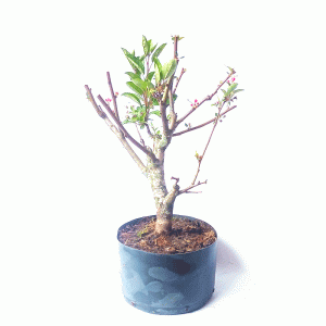 Pré Bonsai de Maça Anã