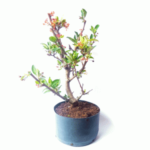 Pré Bonsai de Maça Anã