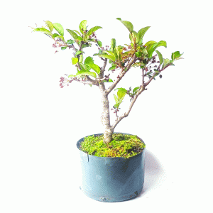 Pré Bonsai de Maça Anã