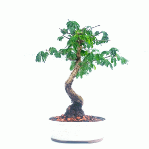 Bonsai de Pithecolobium (var. dumosum)