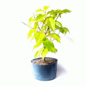 Pré Bonsai de Sakurá Yukiwari Flor Rosa