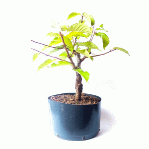 Pré Bonsai de Sakurá Yukiwari Flor Rosa