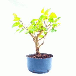 Pré bonsai de Amoreira
