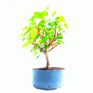 Pré Bonsai de Amoreira