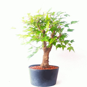 Pré Bonsai de Acer Tridente