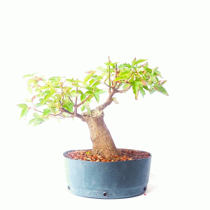 Pré Bonsai de Acer Tridente