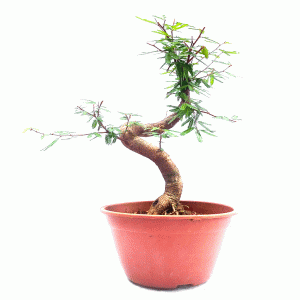 Pré Bonsai de Caliandra Rosa