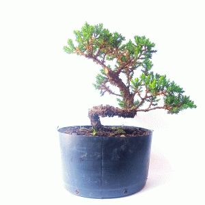 Pré Bonsai de Junípero Procumbens