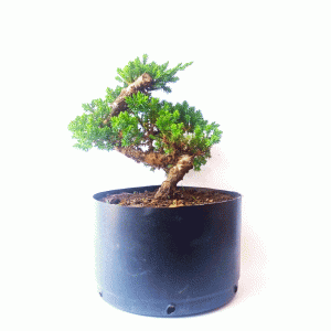 Pré Bonsai de Junípero Procumbens