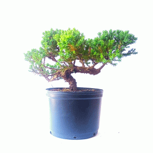 Pré Bonsai de Junípero Procumbens