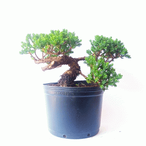 Pré Bonsai de Junípero Procumbens
