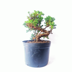 Pré Bonsai de Junípero Procumbens