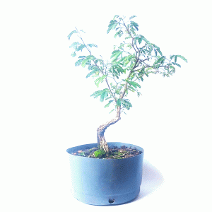 Pré Bonsai de Pithecolobium (var. Dumosum)
