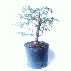 Pré Bonsai de Pithecolobium (var. Dumosum)