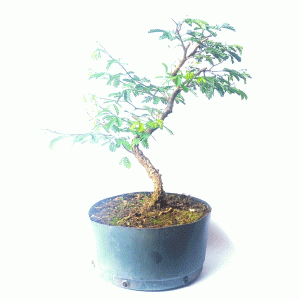 Pré Bonsai de Pithecolobium (var. Dumosum)
