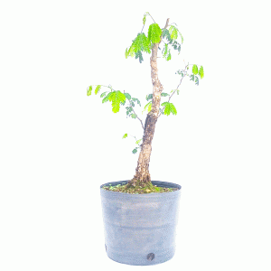 Pré Bonsai de Pithecolobium (var. Dumosum)