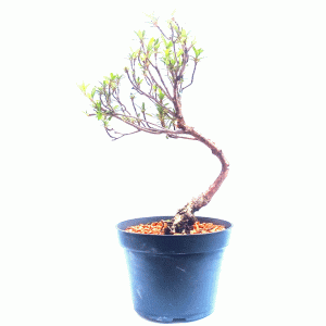 Pré Bonsai de Azaleia Satsuki cor Rosa