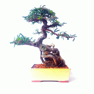 Bonsai de Caliandra Rosa