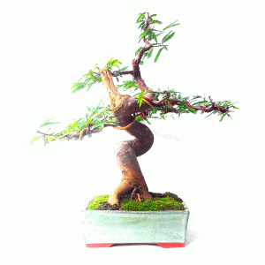 Bonsai de Caliandra Rosa