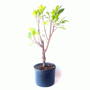 Pré Bonsai de Fícus Tiger Bark