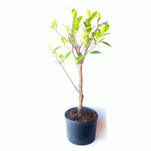 Pré Bonsai de Fícus Tiger Bark