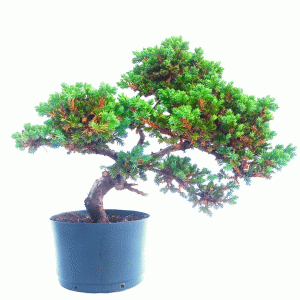 Pré Bonsai de Mini Jacaré