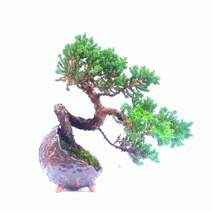 Bonsai de Junípero Procumbens