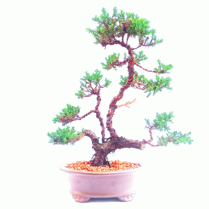 Bonsai de Junípero Procumbens
