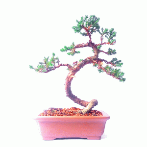 Bonsai de Junípero Procumbens